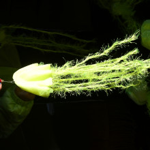 méduse - Le Polymorphe - Scélérates - photo Michel Wiart